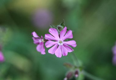 ilkbaharda açan kırmızı campion veya kırmızı catchfly (Silene dioica) çiçeği
