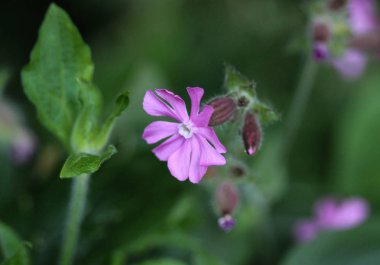 ilkbaharda açan kırmızı campion veya kırmızı catchfly (Silene dioica) çiçeği