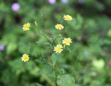 Lapsana communis, ortak nipplewort, ilkbaharda çiçeklenme