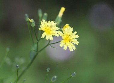 Lapsana communis, ortak nipplewort, ilkbaharda çiçeklenme