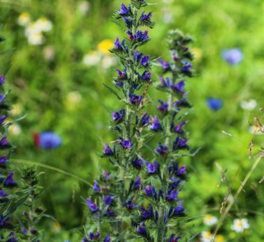 Echium vulgare çiçeği, engerek böceği ve yosun olarak bilinir, baharda çiçek açar.