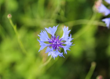Centaurea siyanus, yaygın olarak çiçek ya da bekarlar düğmesi olarak bilinir.