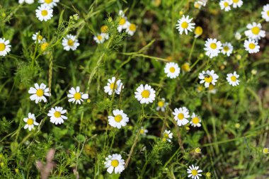 Matricaria papatya, yaygın olarak bilinen adıyla papatya çayı, İtalyan papatyası, Alman papatyası, Macar papatyası (kamilla), yabani papatya veya kokulu mayot, yaz mevsiminde çiçek açar.