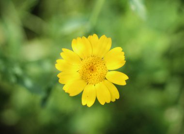Glebionis segetum çiçek, Ortak isimleri mısır kadife çiçeği ve mısır papatya, yaz sezonunda çiçek içerir