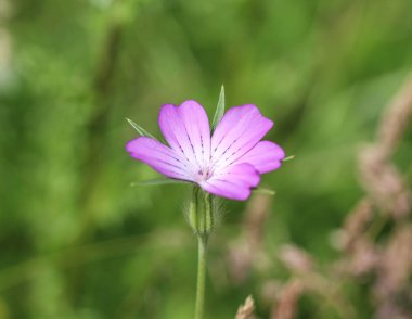 Agrostemma githago, ortak mısır-cockle veya corncockle, ilkbaharda çiçeklenme