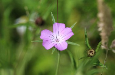 Agrostemma githago, ortak mısır-cockle veya corncockle, ilkbaharda çiçeklenme