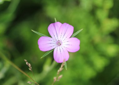 Agrostemma githago, ortak mısır-cockle veya corncockle, ilkbaharda çiçeklenme