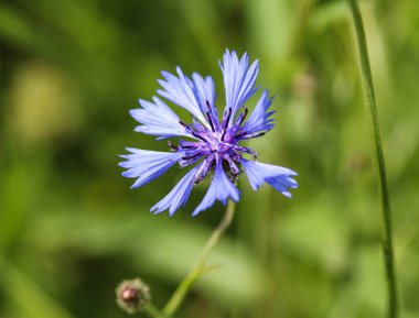 Centaurea siyanus, yaygın olarak çiçek ya da bekarlar düğmesi olarak bilinir.