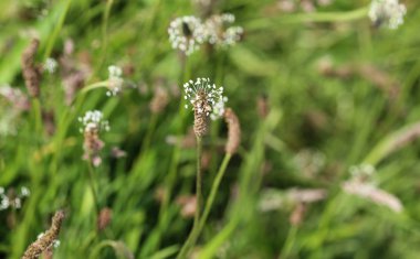 Bitki lanceolata, yaygın isimleriyle kaburga otu, ince yaprak muz, İngiliz muz ve ribleaf olarak bilinir.