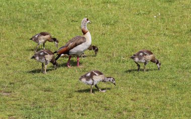 Genç civcivlerinin ot yediği bir çift Mısırlı kaz (Alopochen aegyptiaca)