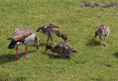 Genç civcivlerinin ot yediği bir çift Mısırlı kaz (Alopochen aegyptiaca)