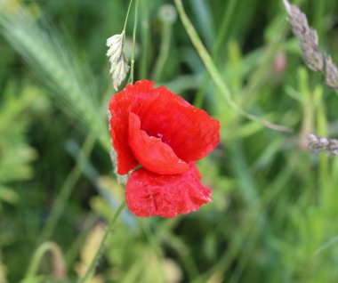 Papaver dubium, ortak isimleri uzun başlı haşhaş ve blindeyes
