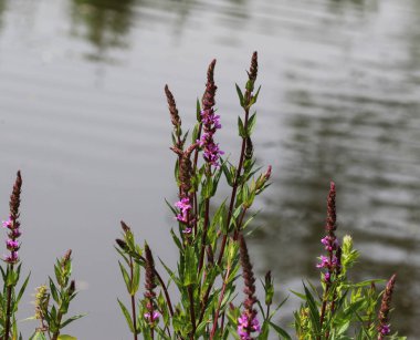 Lythrum salicaria çiçek açan, ortak isimleri mor loosestrife, sivri loosestrife veya mor lythrum vardır