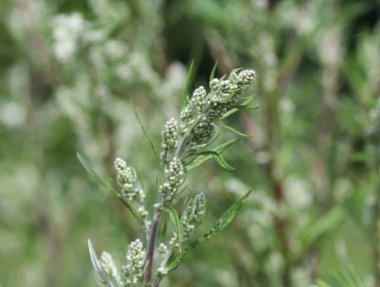 Artemisia vulgaris, namı diğer mugwort, nehir kenarı pelin otu, suçlu bitkisi, kasımpatı otu, yaban kurtçuğu. İlkbaharda açan