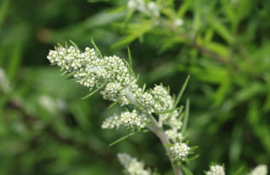 Artemisia vulgaris, namı diğer mugwort, nehir kenarı pelin otu, suçlu bitkisi, kasımpatı otu, yaban kurtçuğu. İlkbaharda açan