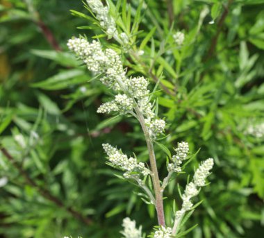 Artemisia vulgaris, also known as common mugwort, riverside wormwood, felon herb, chrysanthemum weed, wild wormwood. Blooming in spring clipart