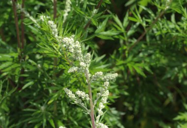 Artemisia vulgaris, namı diğer mugwort, nehir kenarı pelin otu, suçlu bitkisi, kasımpatı otu, yaban kurtçuğu. İlkbaharda açan