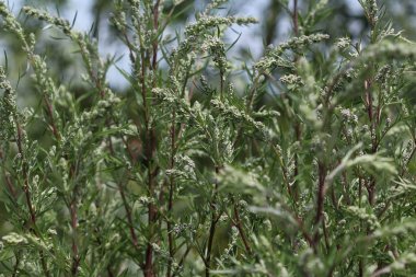Artemisia vulgaris, namı diğer mugwort, nehir kenarı pelin otu, suçlu bitkisi, kasımpatı otu, yaban kurtçuğu. İlkbaharda açan
