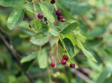 Amelanchier ovalis berry, genellikle karlı mespilus olarak bilinir
