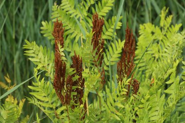 Osmunda regalis, ya da kraliyet eğrelti otu, ilkbaharda çiçeklenme