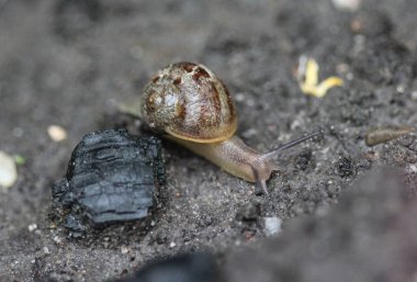 Bahçede koru salyangoz veya kahverengi dudaklı salyangoz (Cepaea nemoralis)