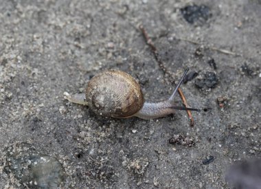 Bahçede koru salyangoz veya kahverengi dudaklı salyangoz (Cepaea nemoralis)