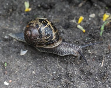 Cornu aspersum yakın, ortak adı bahçe salyangozu ile bilinen