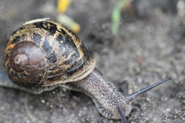 Cornu aspersum yakın, ortak adı bahçe salyangozu ile bilinen