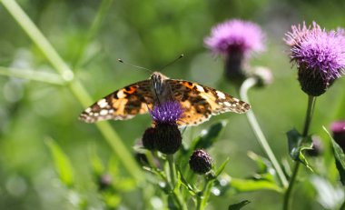 Vanessa Cardui boyalı kadın olarak bilinen renkli bir kelebek, ya da devedikeni çiçeğinin üzerinde dinlenen kozmopolit.