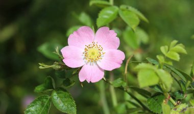 Sweet Brier (Rosa rubiginosa) flower blooming, also known as sweetbriar rose, sweet briar or eglantine clipart