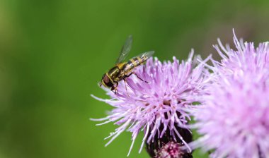 marmelat hoverfly veya Episyrphus balteatus bahçede çiçek üzerinde oturan