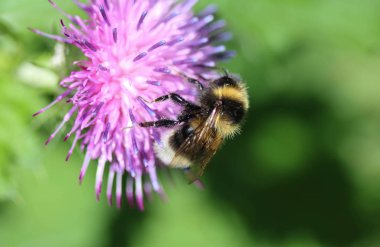 heath mütevazı arı veya küçük fundalık bumblebee, Bombus jonellus