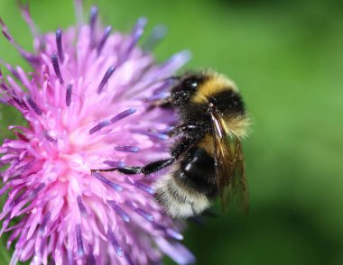 heath mütevazı arı veya küçük fundalık bumblebee, Bombus jonellus