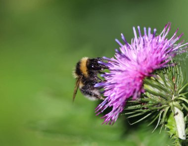 heath mütevazı arı veya küçük fundalık bumblebee, Bombus jonellus