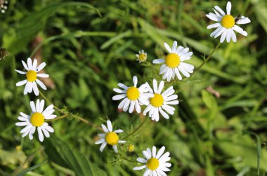 Matricaria papatya, yaygın olarak bilinen adıyla papatya çayı, İtalyan papatyası, Alman papatyası, Macar papatyası (kamilla), yabani papatya veya kokulu mayot, yaz mevsiminde çiçek açar.