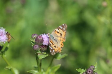 Vanessa Cardui boyalı kadın olarak bilinen renkli bir kelebek, ya da devedikeni çiçeğinin üzerinde dinlenen kozmopolit.