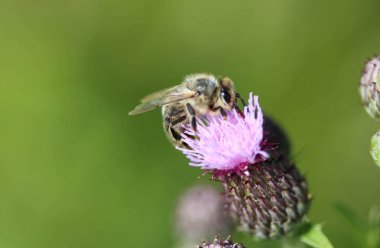 batı bal arısı veya Avrupa bal arısı (Apis mellifera), çiçek toplama nektar