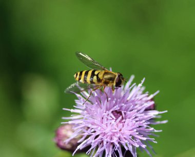 Syrphus ribesii, hoverfly çok yaygın bir Avrupa türü, bir çiçek üzerinde oturan
