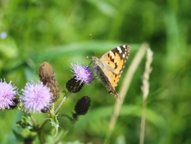 Vanessa Cardui boyalı kadın olarak bilinen renkli bir kelebek, ya da devedikeni çiçeğinin üzerinde dinlenen kozmopolit.