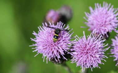 Doros profuges, bir Palearktik hoverfly türü