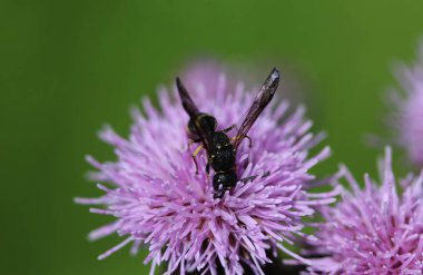 Doros profuges, bir Palearktik hoverfly türü
