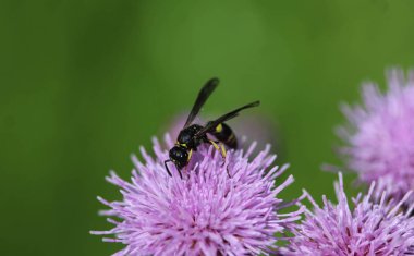 Doros profuges, bir Palearktik hoverfly türü