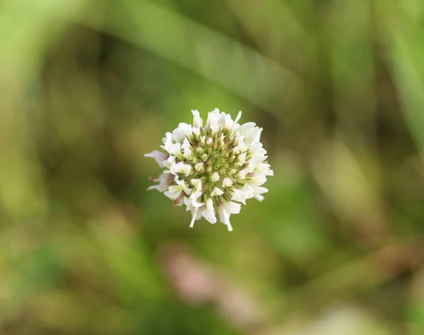 Trifolium repens, também conhecido como o trevo branco, trevo holandês, trevo ladino, ou Ladino, florescendo na primavera — Fotografia de Stock