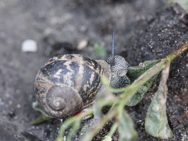 Close-up van Cornu aspersum, bekend onder de gemeenschappelijke naam tuin slak — Stockfoto