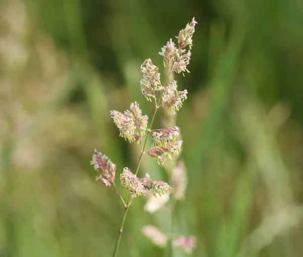 Phalaris arundinacea, tunnetaan myös nimellä ruoko kanarian ruohoa tai puutarhurin sukkanauhat — kuvapankkivalokuva