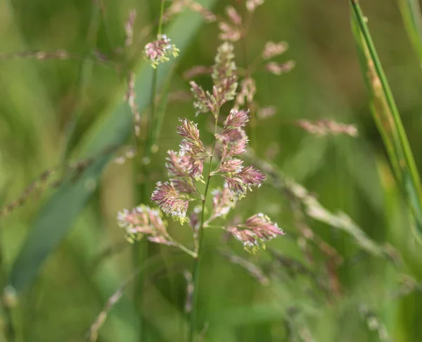 Phalaris arundinacea, también conocida como hierba de caña canaria o jardinería — Foto de Stock