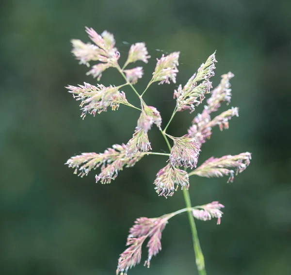 Phalaris arundinacea, known also as reed canary grass or gardener's garters — Stock Photo, Image