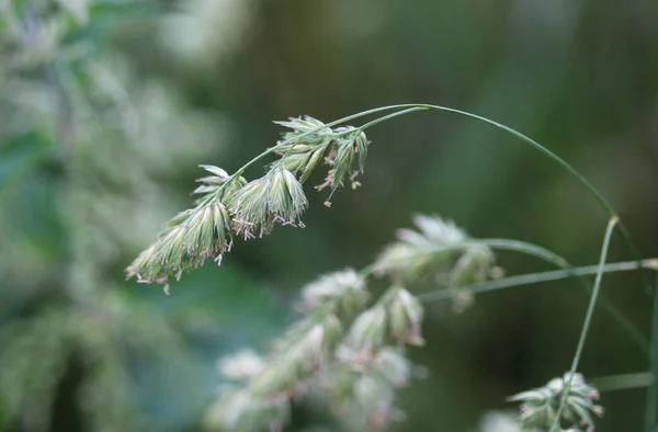 Dactylis glomerata, znany również jako kogut stóp, trawy Sad, lub kot trawy — Zdjęcie stockowe