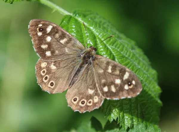 Плямистий дерев'яний метелик, сидить на листі — стокове фото