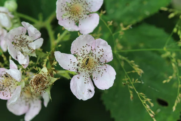 Blackberry flower, Rubus fruticosus, цветущий весной — стоковое фото